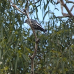 Artamus cyanopterus at Jindabyne, NSW - 13 Mar 2022