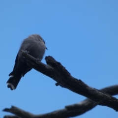 Artamus cyanopterus at Jindabyne, NSW - 13 Mar 2022