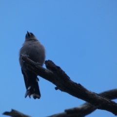 Artamus cyanopterus at Jindabyne, NSW - 13 Mar 2022