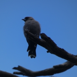 Artamus cyanopterus at Jindabyne, NSW - 13 Mar 2022