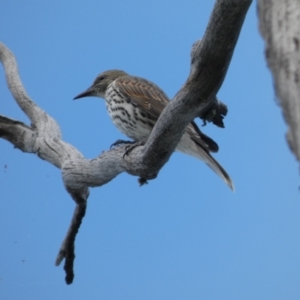 Oriolus sagittatus at Jindabyne, NSW - suppressed