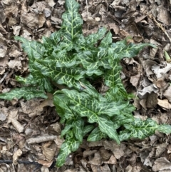 Arum italicum (Italian Arum) at Queanbeyan East, NSW - 11 Jul 2022 by Steve_Bok