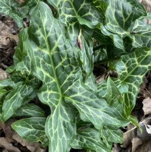 Arum italicum at Queanbeyan East, NSW - 11 Jul 2022 02:25 PM