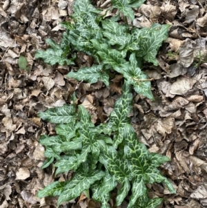 Arum italicum at Queanbeyan East, NSW - 11 Jul 2022 02:25 PM