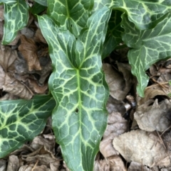 Arum italicum at Queanbeyan East, NSW - 11 Jul 2022 02:25 PM