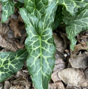 Arum italicum at Queanbeyan East, NSW - 11 Jul 2022 02:25 PM