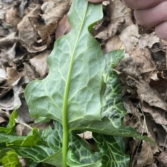 Arum italicum at Queanbeyan East, NSW - 11 Jul 2022 02:25 PM