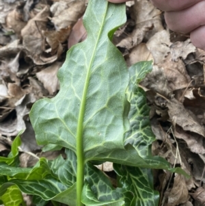 Arum italicum at Queanbeyan East, NSW - 11 Jul 2022 02:25 PM