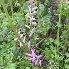 Fumaria sp. (Fumitory) at Queanbeyan, NSW - 11 Jul 2022 by Steve_Bok