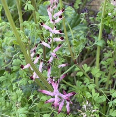 Fumaria sp. (Fumitory) at Queanbeyan, NSW - 11 Jul 2022 by SteveBorkowskis