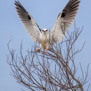 Elanus axillaris at Hackett, ACT - 11 Jul 2022