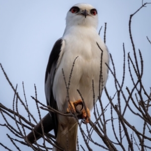 Elanus axillaris at Hackett, ACT - 11 Jul 2022