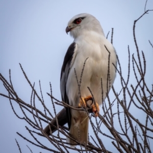 Elanus axillaris at Hackett, ACT - 11 Jul 2022