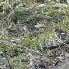 Neochmia temporalis (Red-browed Finch) at Molonglo Gorge - 6 Jul 2022 by Steve_Bok