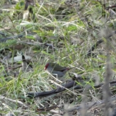 Neochmia temporalis at Kowen, ACT - 6 Jul 2022