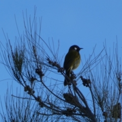 Nesoptilotis leucotis (White-eared Honeyeater) at Molonglo Gorge - 6 Jul 2022 by Steve_Bok