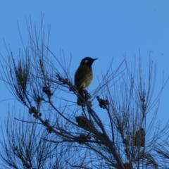 Nesoptilotis leucotis at Kowen, ACT - 6 Jul 2022