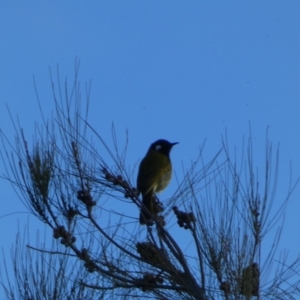 Nesoptilotis leucotis at Kowen, ACT - 6 Jul 2022