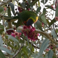 Trichoglossus moluccanus (Rainbow Lorikeet) at Queanbeyan, NSW - 11 Jul 2022 by Steve_Bok