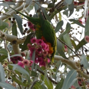 Trichoglossus moluccanus at Queanbeyan, NSW - 11 Jul 2022