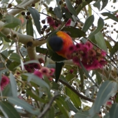 Trichoglossus moluccanus at Queanbeyan, NSW - 11 Jul 2022