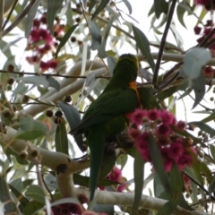 Trichoglossus moluccanus at Queanbeyan, NSW - 11 Jul 2022