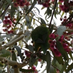 Trichoglossus moluccanus at Queanbeyan, NSW - 11 Jul 2022