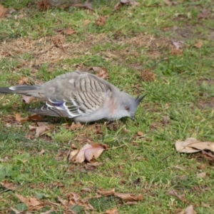 Ocyphaps lophotes at Queanbeyan East, NSW - 11 Jul 2022