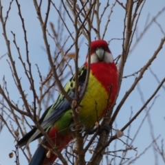 Platycercus eximius (Eastern Rosella) at Queanbeyan East, NSW - 11 Jul 2022 by SteveBorkowskis