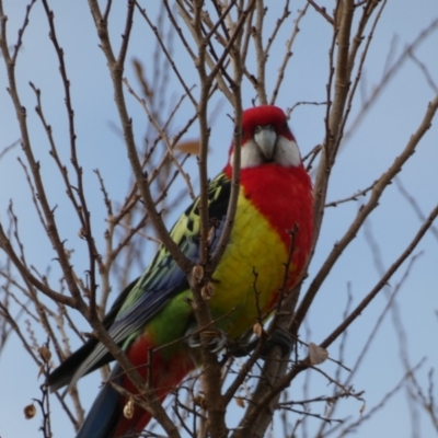Platycercus eximius (Eastern Rosella) at Queanbeyan East, NSW - 11 Jul 2022 by SteveBorkowskis
