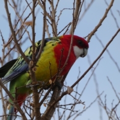 Platycercus eximius at Queanbeyan East, NSW - 11 Jul 2022