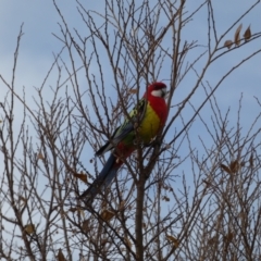 Platycercus eximius at Queanbeyan East, NSW - 11 Jul 2022