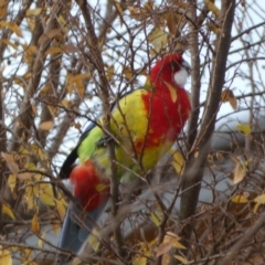 Platycercus eximius at Queanbeyan East, NSW - 11 Jul 2022