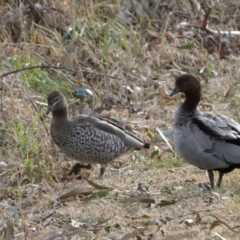 Chenonetta jubata (Australian Wood Duck) at Queanbeyan East, NSW - 11 Jul 2022 by SteveBorkowskis