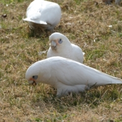 Cacatua sanguinea (Little Corella) at Queanbeyan East, NSW - 11 Jul 2022 by SteveBorkowskis