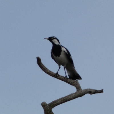 Grallina cyanoleuca (Magpie-lark) at Queanbeyan East, NSW - 11 Jul 2022 by Steve_Bok