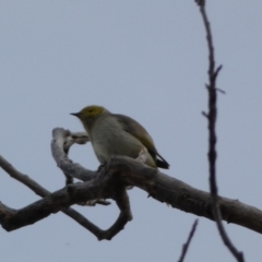 Ptilotula penicillata (White-plumed Honeyeater) at Queanbeyan, NSW - 11 Jul 2022 by Steve_Bok