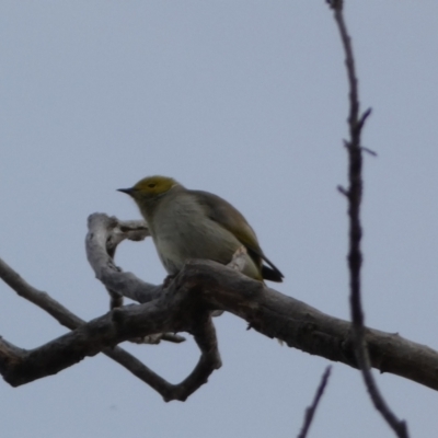 Ptilotula penicillata (White-plumed Honeyeater) at Queanbeyan, NSW - 11 Jul 2022 by Steve_Bok