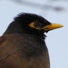 Acridotheres tristis (Common Myna) at Queanbeyan East, NSW - 11 Jul 2022 by SteveBorkowskis