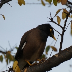 Acridotheres tristis at Queanbeyan East, NSW - 11 Jul 2022 03:44 PM