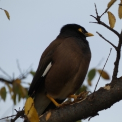 Acridotheres tristis at Queanbeyan East, NSW - 11 Jul 2022 03:44 PM