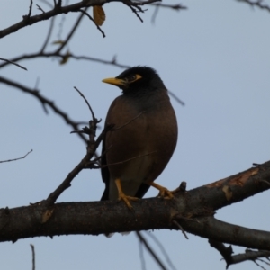 Acridotheres tristis at Queanbeyan East, NSW - 11 Jul 2022