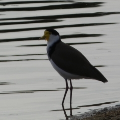 Vanellus miles (Masked Lapwing) at Queanbeyan East, NSW - 11 Jul 2022 by SteveBorkowskis