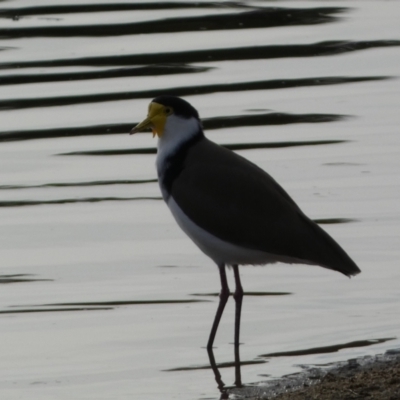 Vanellus miles (Masked Lapwing) at Queanbeyan East, NSW - 11 Jul 2022 by Steve_Bok