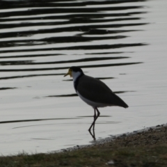 Vanellus miles at Queanbeyan East, NSW - 11 Jul 2022