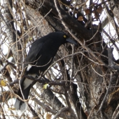 Strepera graculina (Pied Currawong) at Queanbeyan East, NSW - 11 Jul 2022 by SteveBorkowskis