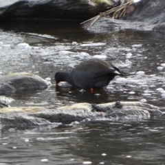 Gallinula tenebrosa (Dusky Moorhen) at Queanbeyan East, NSW - 11 Jul 2022 by Steve_Bok