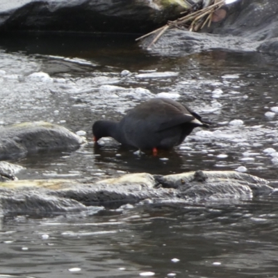 Gallinula tenebrosa (Dusky Moorhen) at Queanbeyan East, NSW - 11 Jul 2022 by SteveBorkowskis