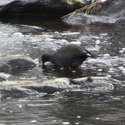 Gallinula tenebrosa (Dusky Moorhen) at Queanbeyan River - 11 Jul 2022 by Steve_Bok