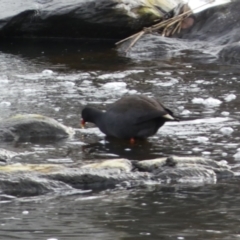 Gallinula tenebrosa at Queanbeyan East, NSW - 11 Jul 2022